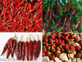 MAGYAR FŰSZERPAPRIKA VÁLOGATÁS 4 fajta - Akciós vetőmagok az Egzotikus Növények Stúdiója kínálatából